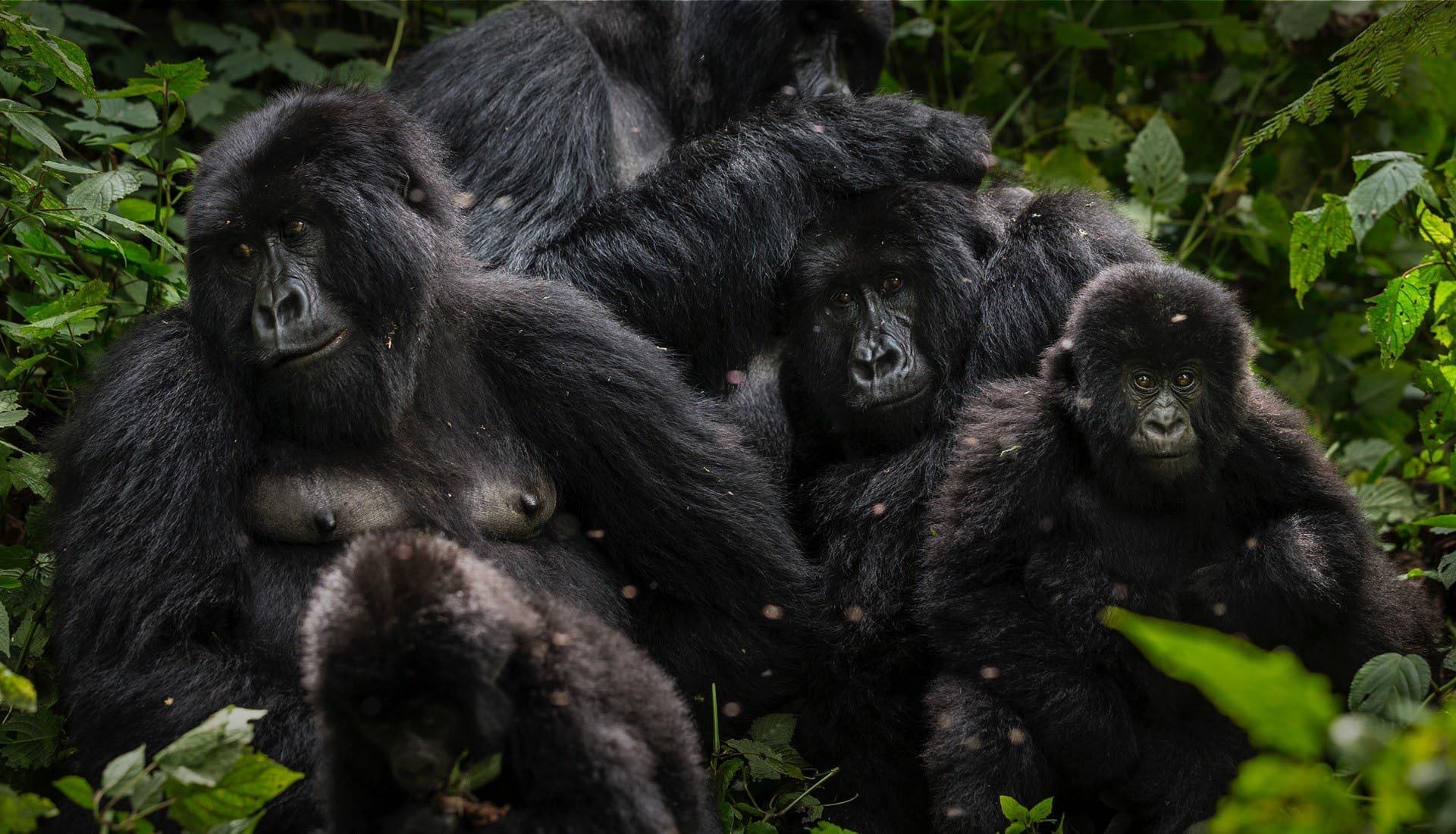 image of an endangered mountain gorilla family